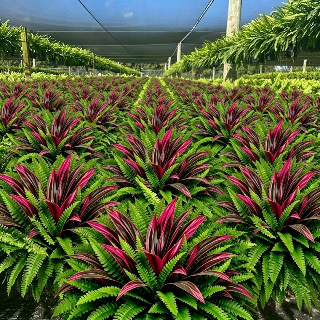 💥 BUY 1 GET 1 FREE (2 PCS) 🔥 UV-Resistant Artificial Fern & Red Dracaena Decorative Plants – Full, Lush & Fade-Resistant!