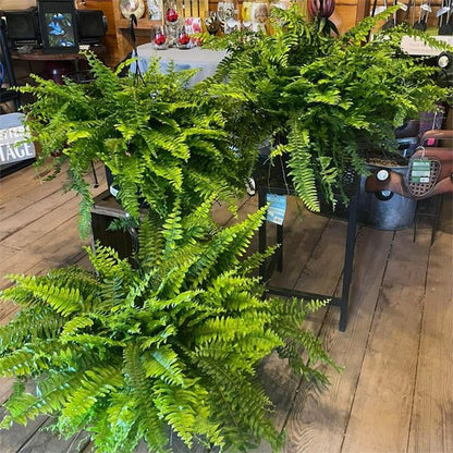💥BUY 1 GET 1 FREE (2 PCS)🔥48Inch Large UV Artificial Ferns for Outdoors--No watering, No fading