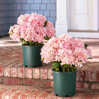 💥Last Day 70% OFF💐Artificial Outdoor Hydrangea Flowers - UV resistant, Waterproof, Windproof