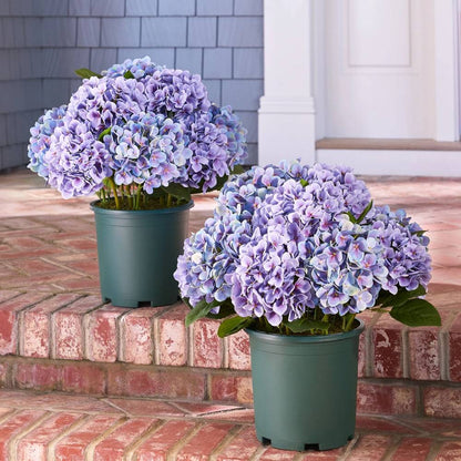 💥Last Day 70% OFF💐Artificial Outdoor Hydrangea Flowers - UV resistant, Waterproof, Windproof