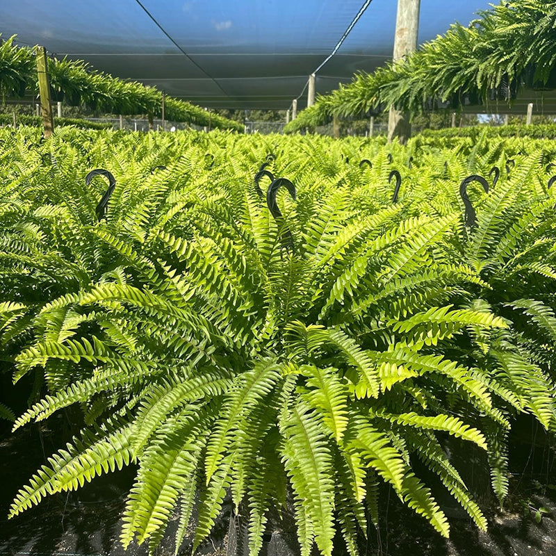 💥BUY 1 GET 1 FREE (2 PCS)🔥48Inch Large UV Artificial Ferns for Outdoors--No watering, No fading