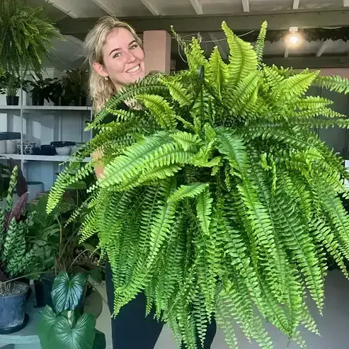 💥BUY 1 GET 1 FREE (2 PCS)🔥48Inch Large UV Artificial Ferns for Outdoors--No watering, No fading